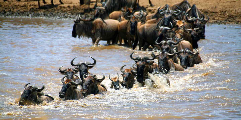 Ultimate 6-Day Amboseli-lake Naivasha-lake Nakuru-masai mara 4duHcoyX