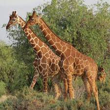 Nairobi Maasai Mara & Amboseli 8-Day Private Safari YDBlk3sI