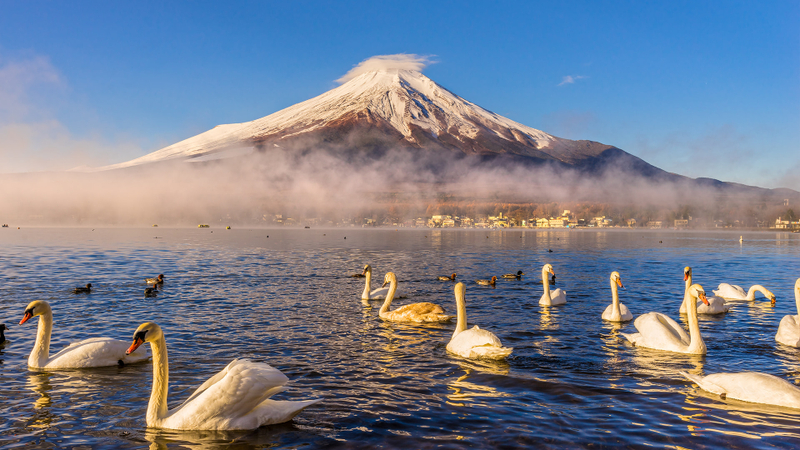 Small group of 9 | Mount Fuji Twin Lakes & Popular Spot Check-in Small Group Day Trip | Lake Kawaguchi & Lake Yamanaka & Ladder Town & Oshino Hakkai & Lawson Convenience Store | Round trip from Tokyo | Hotel pick-up and drop-off can be added xR7Ofwcq