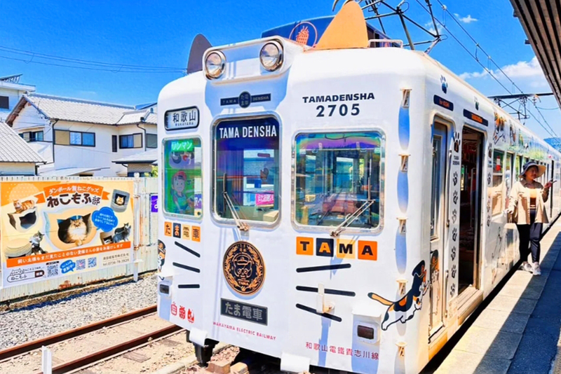 Wakayama/Shirahama: Kishi Station Cat Stationmaster Train Experience, Shirahama Senjojiki, and Sandanbeki Cliff One-Day Tour from Osaka wlMOk2LD