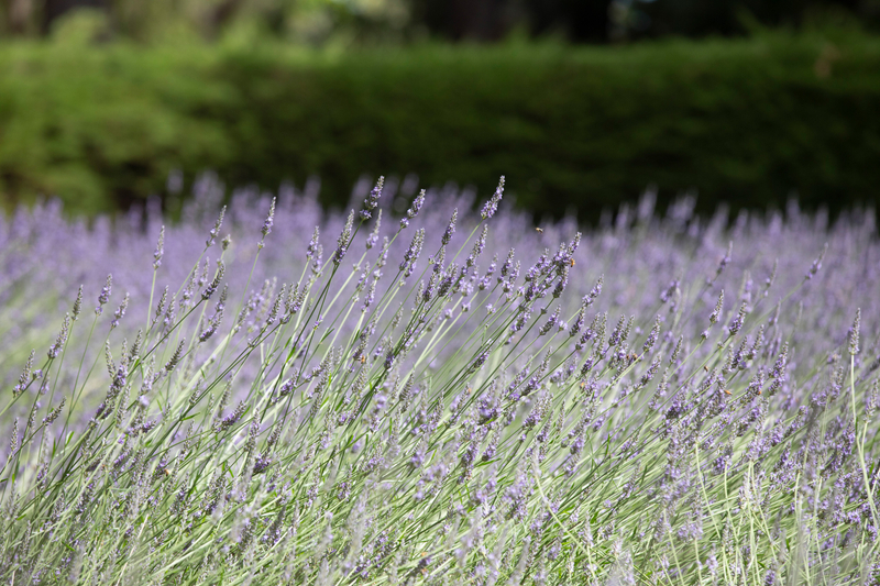 Ashcombe Maze and Lavender Gardens ticket FDWa78gZ