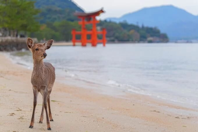 1-Day Miyajima & Iwakuni Tour: Exploring Iconic Japanese Landscapes Mwa29eHo