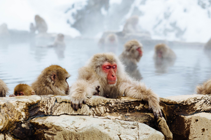 Private Charter Service to Snow Monkey Park jsvnaOJb
