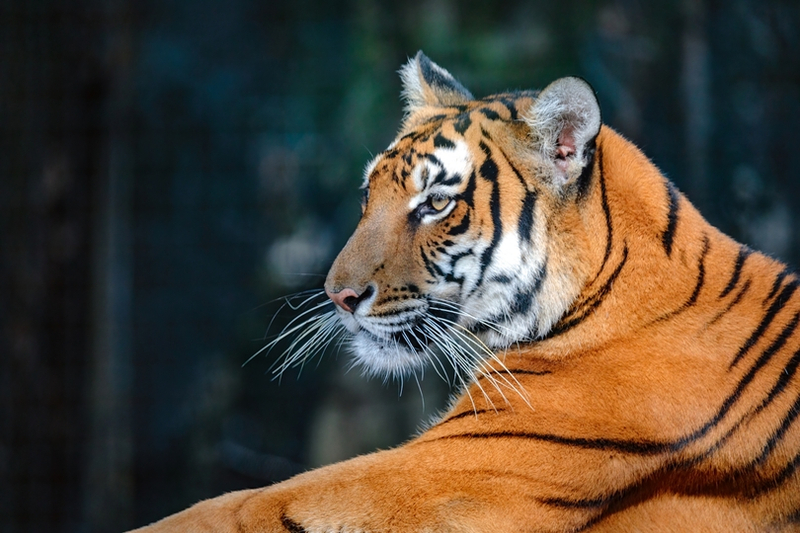 Shanghai Zoo 3syN5Zoo