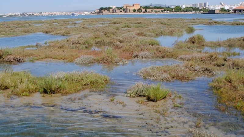 Ria Formosa Natural Park Boat Tour from Faro x2wiFpnb