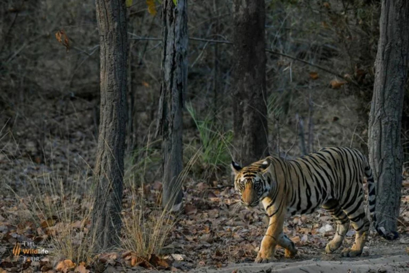 Mumbai Buddhist Kanheri Caves and Tiger Safari Tour mRLyGHTS