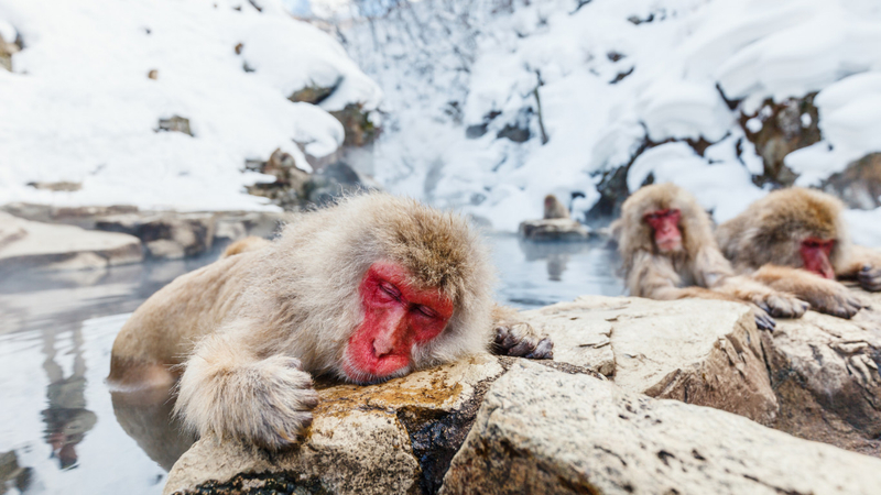 Nagano Winter Private Tour with a local guide (from November to May) V3ugjeW5