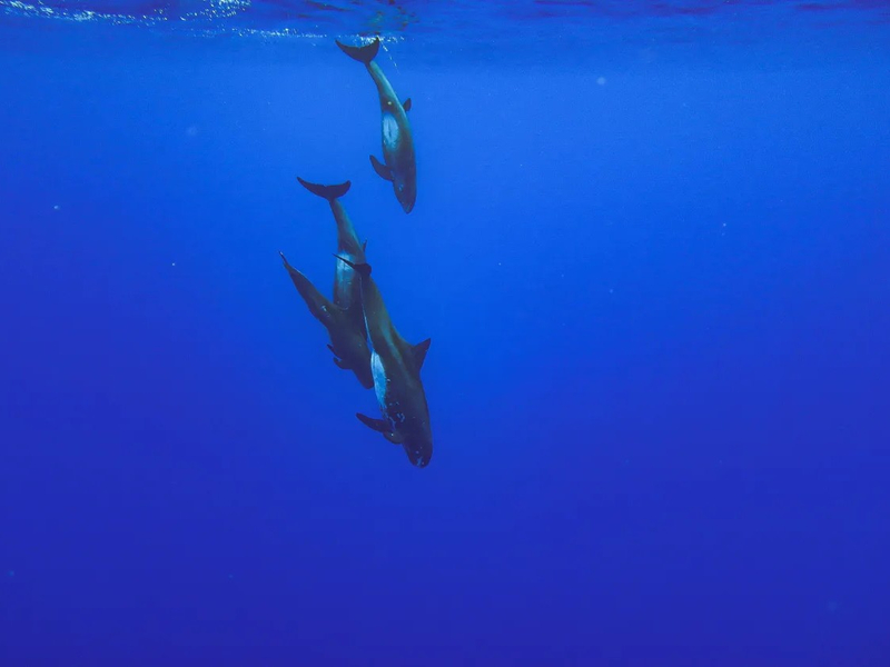 Captain Zodiac Raft & Snorkel Boat Tour in Honolulu  WZxBLX1q