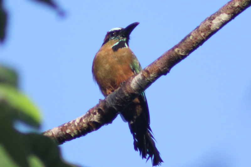 Central Vallarta Morning Birdwatching Hike qU2JI2P5