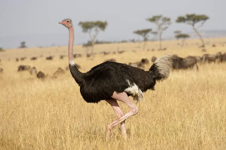 Best of Kenya in 5 Days: Maasai Mara, Nakuru & Naivasha Safari Hmf1vhuQ