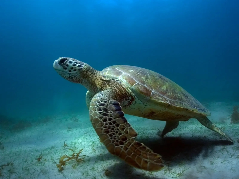 3-Hour Boat Trip with Dolphins and Turtles in Fernando de Noronha J0DjGDYj