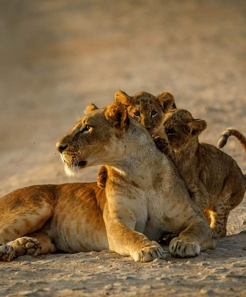 Kenya Private 6-Day Safari: Maasai Mara & Lake Nakuru K5TW9vxG