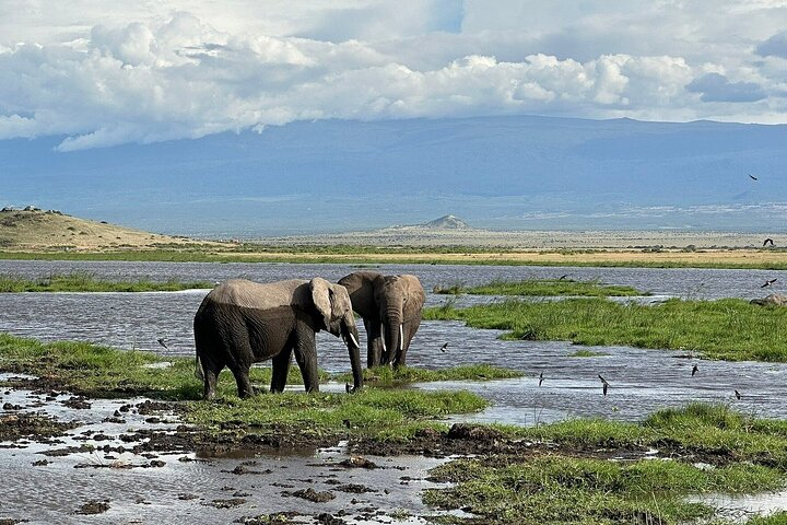 3 Day Amboseli National Park Tour Experience from Nairobi 4zx7LInA