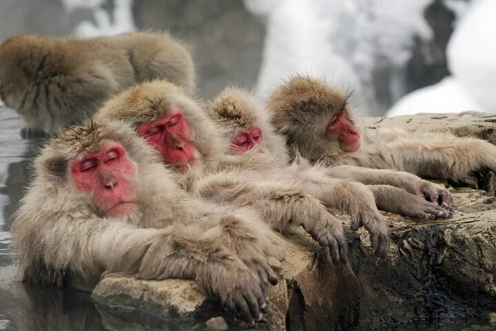 Myoko and Madarao Day Tour Snow Monkeys, Zenkoji and Sake prHaWge3