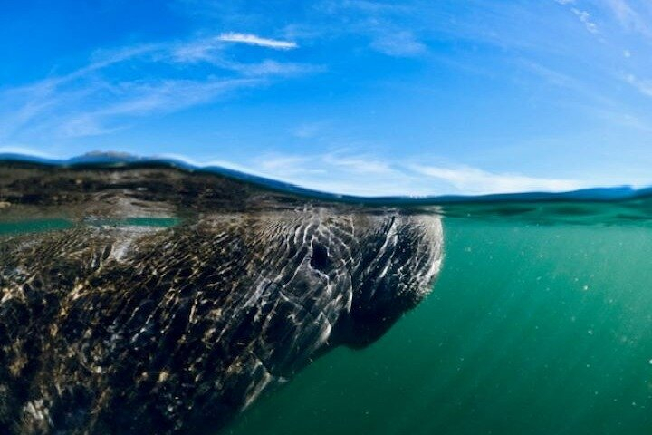 Discover Crystal River's Secrets with Private Boat Tour keHGPk4k