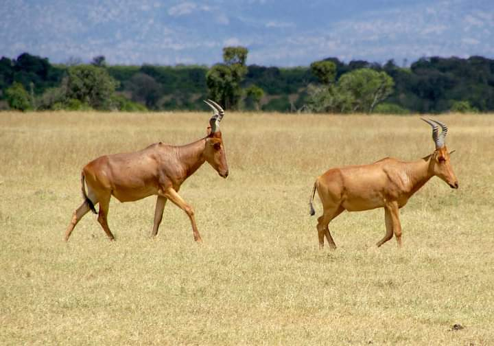 Nairobi National Park Full-Day Small Group Safari PoHYEaoT