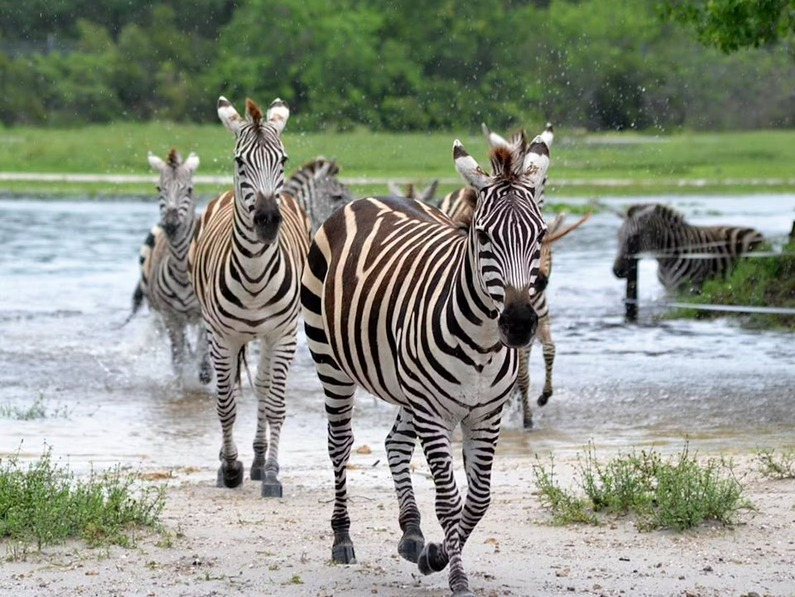 Lion Country Safari - Drive Through Safari + Adventure Park e8Z5v5eO