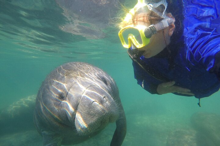 Private Manatee Snorkel Tour with FREE Photo Package 8RSKwTeA