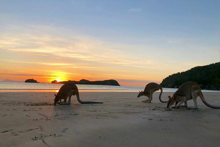 Eco Wildlife Two-Day Tour – Platypus & Kangaroos WireuPZ7
