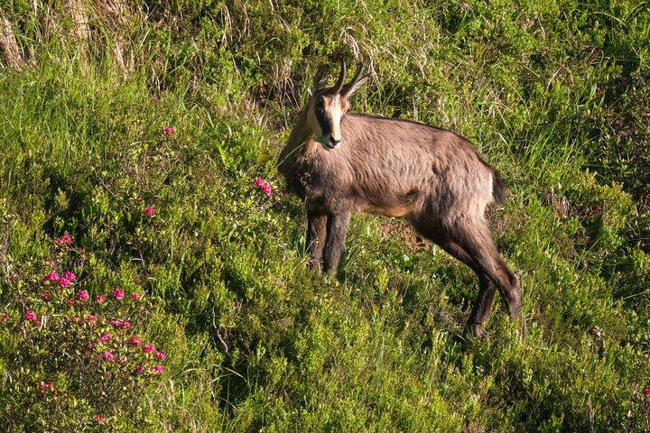 Private Animal Observation in Megève bYeq1Pr6