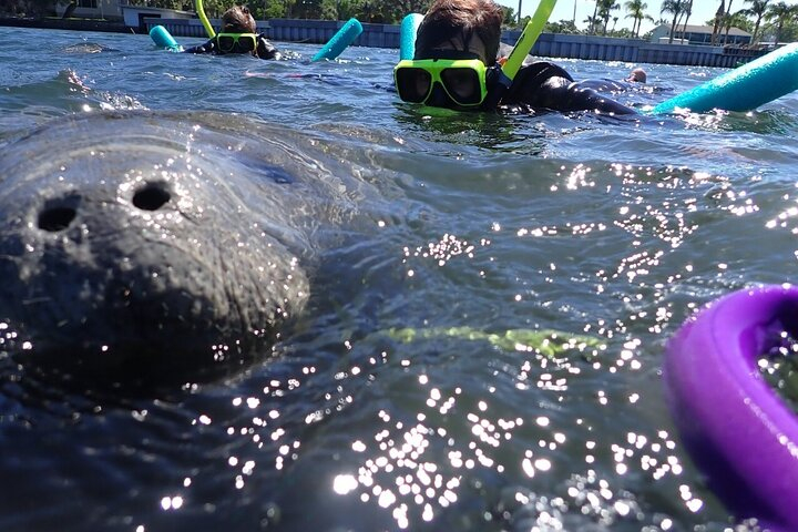 Private Manatee Snorkeling Tour mmcsPuDs