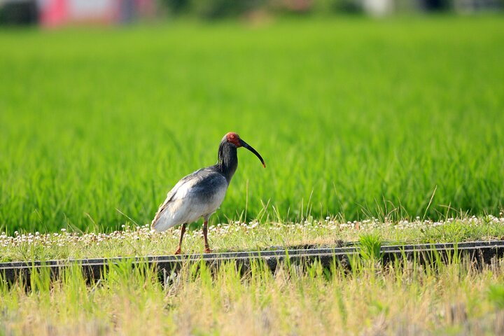 Sado Island Tour with Licensed Guide and Vehicle (Niigata Dep.) 3K6YTRJ8