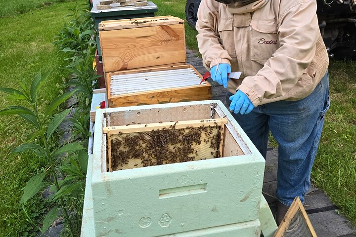 Promise Land Bee Farm Private Tour in Charleston b6EYeLk2
