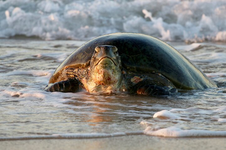 Ningaloo Turtle Watching and Stargazing Tour 7wIOjMse