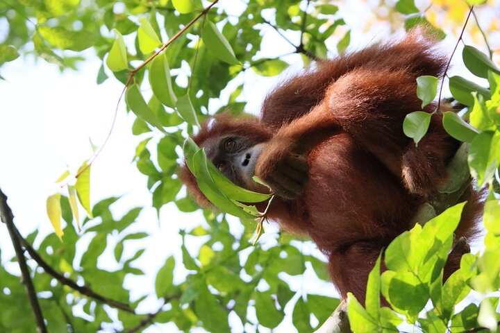 3 Days Orangutan Sumatra Jungle Trekking with Rafting MV5Vu7QR
