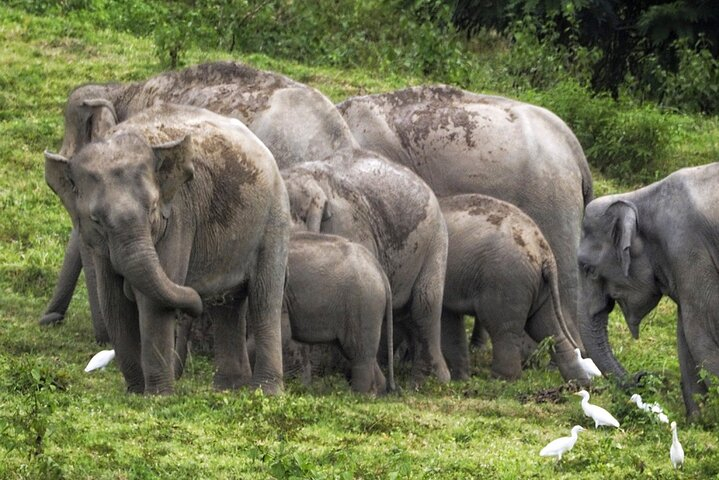 Hua Hin Kuiburi Wild Elephant Watching  nW3YGImU