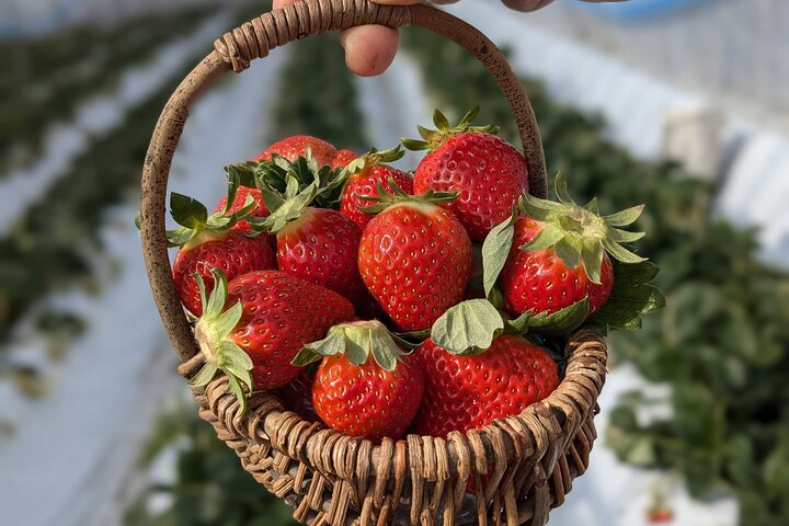 Private tour Meet the Sheep of Aso and pick Aso strawberries 13rrox9G