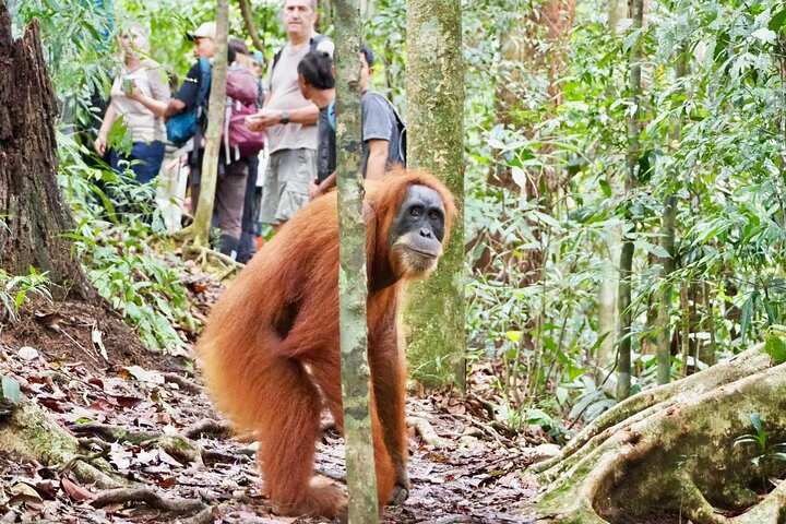 Jungle Immersion Trek 2 Days and 1 Night MlmVwZ3C