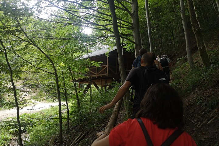 Brown Bears in the wild, no fence 6rzV8GIW