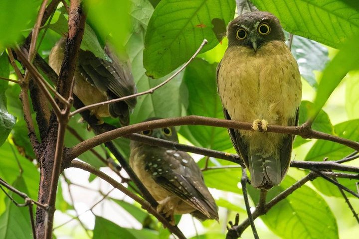 Sulawesi Tangkoko National Park Private Tour LL89iqs6