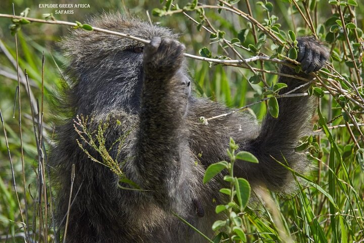  7 Days Serengeti, Tarangire National Park and Ngorongoro crater ABP3HcPS