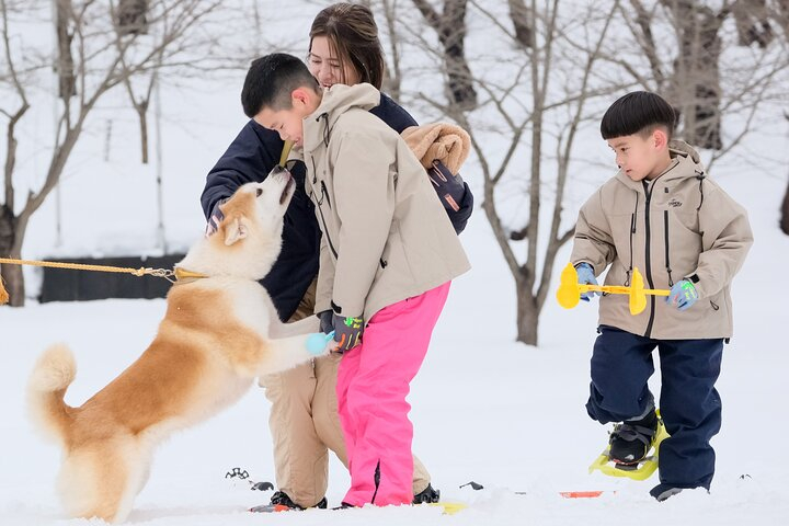Snowshoe Experience in Akita Yuzawa Winter Park with an Akita Dog mxZc6F1F