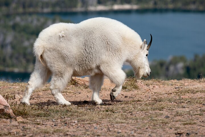Yellowstone's Lamar Valley with Picnic Lunch From Red Lodge, MT VzwBRQOv