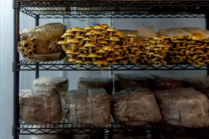 Gourmet Mushroom Farm Tour in Tennessee wtAgfbWu