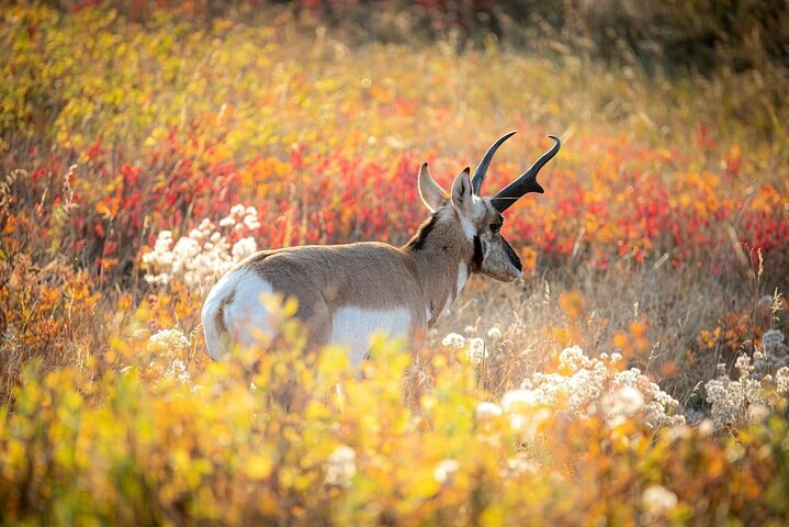 Grand Teton: Private Sunset Tour KMfBix4N