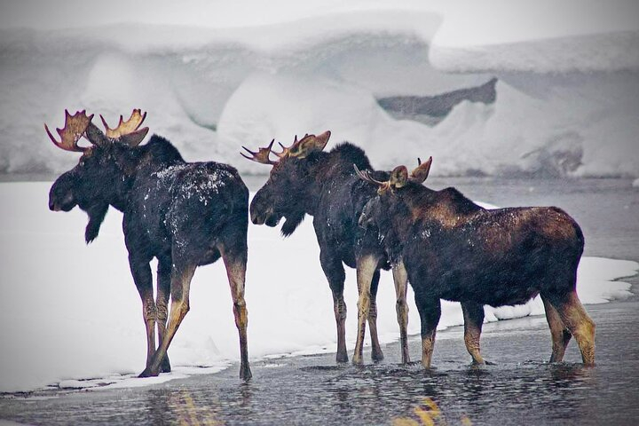 Tiket Winter Wildlife Safari in Yellowstone National Park Harga Promo ...