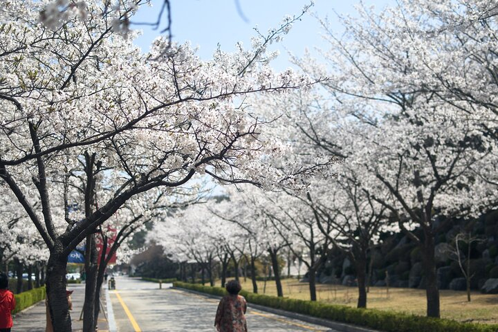  Seoul Cherry Blossom and Spring Experience Walking Tour HUfKN0hk