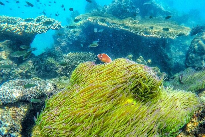 Thalu Island Snorkeling Trip from Ko Samet iDIOVkWE