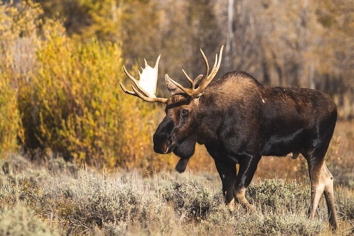 Grand Teton and its Wildlife: Private Guided Tour EwzEqus1