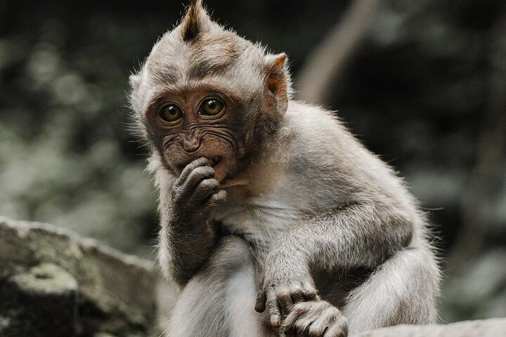 Get Ticket Bali Swing, Monkey Forest and Waterfalls Tour Promo Prices ...
