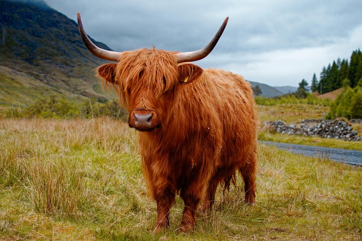 Highland Lochs & Castle Tours RVVuJk3N