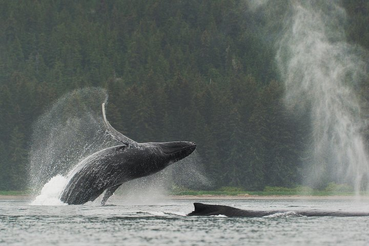 Paddle with Whales Kayak Adventure Juneau k4R0iD3F