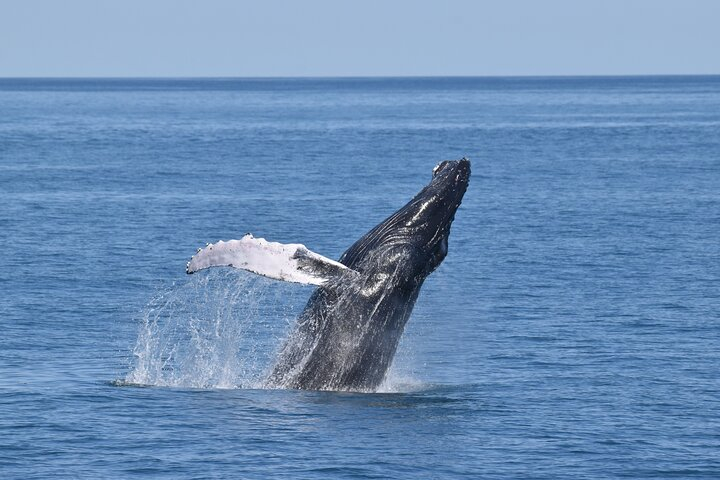 Whale Dolphin and Bird Watching Ecotour Cruise qvXjPfLi