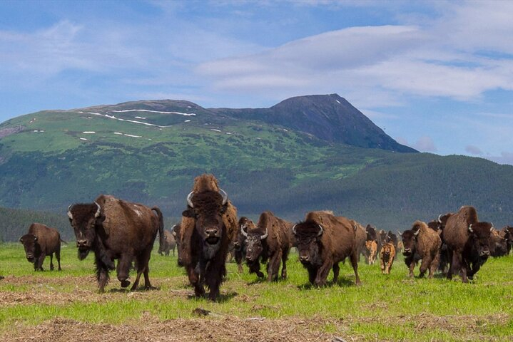 Wildlife Center with Lunch & Local Beer Sampling - Winter&Summer yOm4v96e