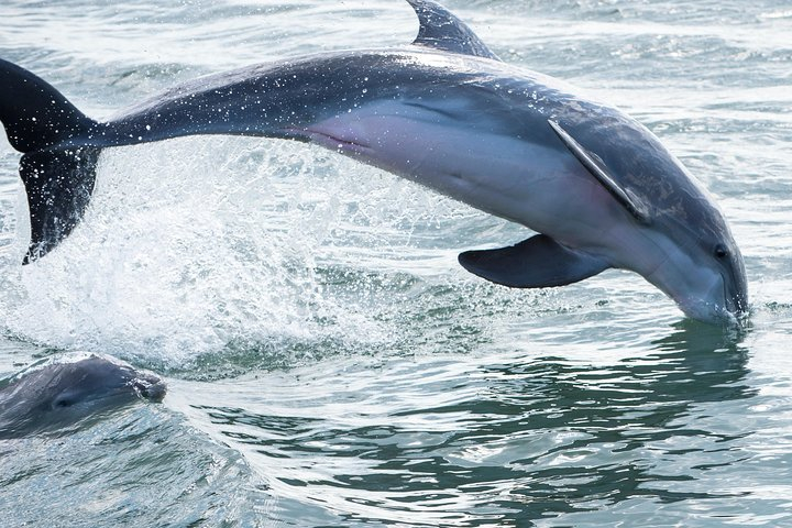 Red Boat Tours - Dolphin Odyssey and Sightseeing Tour ug8nRiTJ
