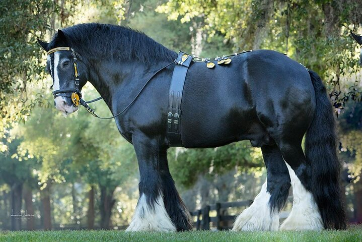 Gypsy Gold Horse Farm Walking Tour tJwZugUp